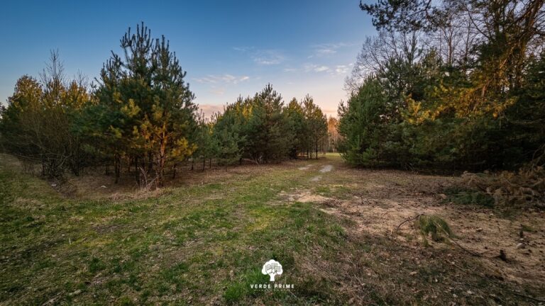 Działki Leśno-Budowlane obok Rzeki Czarnej (obszar Natura 2000) - zdjęcie 7